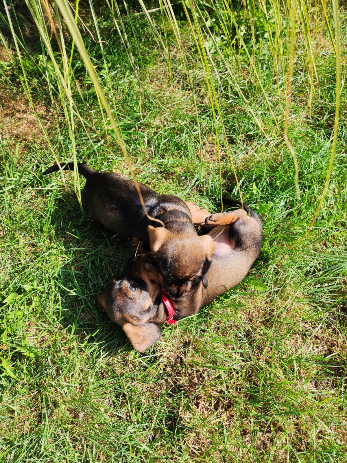 Aufzucht im Haus und Garten